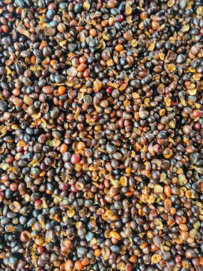 Kabuk ve kırık palmiye çekirdekleri ile karıştırılmış kapalı palmiye kernal tohumları.