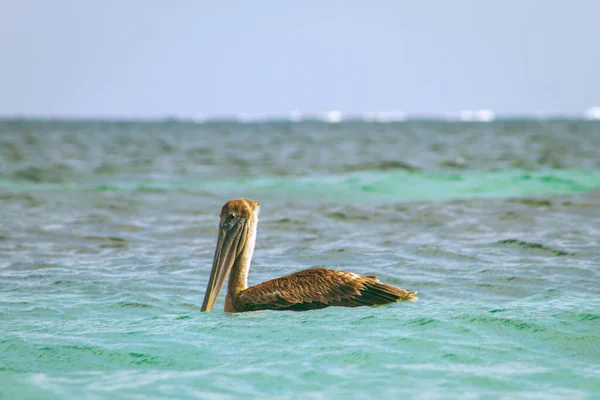 a closeup shot of a bird in a sea water. Pelican
