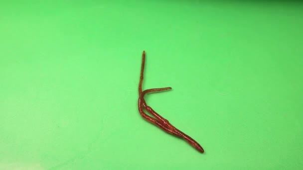 Earthworms Crawl Green Background Also Called Red Worm Earthworm Live — Stock Video