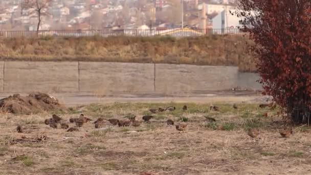 Houseoví Vrabci Hledají Potravu Trávě Chodníku Divocí Ptáci Cvrlikají Cvrlikají — Stock video