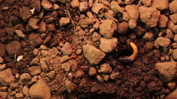 Blind Snake Eating Mealworm Non Venomous Looks Worm Worm Snake — Stock Video