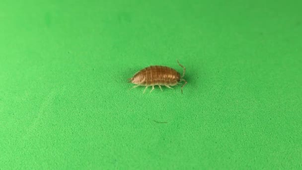 Woodlouse Pill Bug Green Background Wood Louse Isolated Also Called — Stock Video