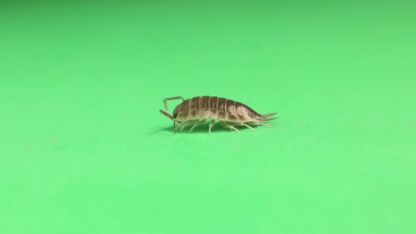 绿色背景的药丸虫 木材虱子隔离 它也被称为木虱 木虱和石板 靠近昆虫 野生动物 野生生物 — 图库视频影像