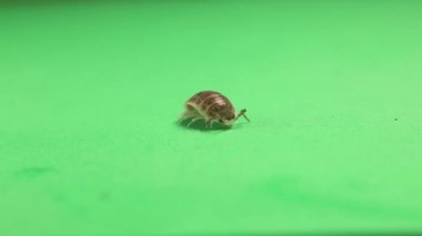 Ağaçkakan, yeşil arka planda hap böceği. Ahşap biti izole. Ayrıca ahşap biti, ahşap biti ve Slater da deniyor. Böceğe yaklaş, böcek. Böcekler, hayvanlar, hayvanlar, böcekler. Vahşi yaşam, vahşi doğa, orman.