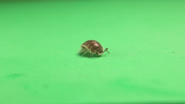 Ağaçkakan Yeşil Arka Planda Hap Böceği Ahşap Biti Izole Ayrıca — Stok video