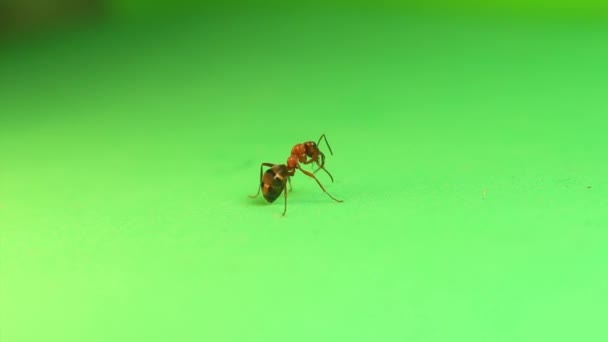 개미는 바탕에서 스스로 개미의 겨울을 대비하여 쥬스로 개미라고 도불린다 곤충을 — 비디오
