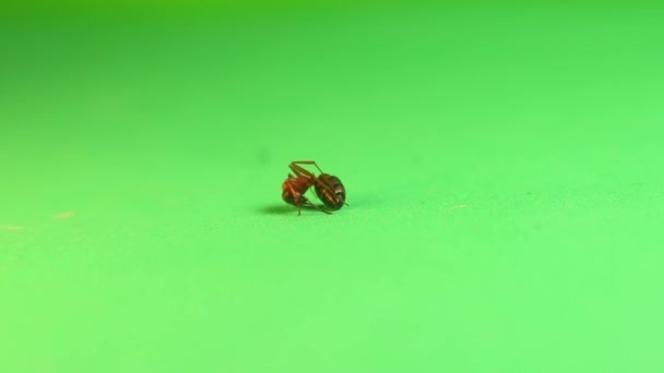 蚂蚁死于驱蚊剂 红木蚂蚁因被喷洒于农作物上的杀虫剂毒死 环境污染 在绿色背景上被隔离的蚂蚁 消灭昆虫 — 图库视频影像