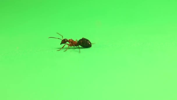 红蚂蚁在绿色的背景上行走 这种昆虫也被称为红木蚁 南方木蚁或马蚁 工人们被涂成红色和褐黑色 虫子被隔离了动物 — 图库视频影像