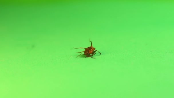死于驱蚊剂的蚂蚁红木蚂蚁因被喷洒于农作物上的杀虫剂毒死 环境污染 在绿色背景上被隔离的蚂蚁 消灭昆虫 — 图库视频影像