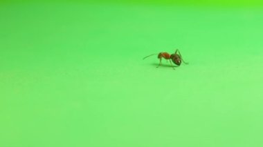 Fotoğrafçı, karıncaya poz verip fotoğrafını çekmeye çalışır. Kırmızı karınca formika rufası yeşil arka planda izole edilmiş. Ayrıca kırmızı ahşap karınca, güney ahşap karınca, at karınca olarak da bilinir. böcek izole edildi