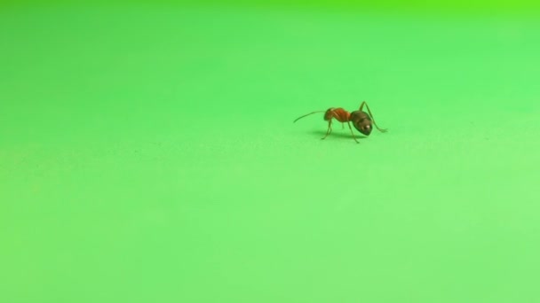 Fotograf Snaží Pózovat Mravenci Aby Vyfotil Červený Mravenec Formica Rufa — Stock video