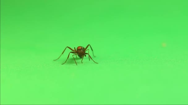 Rote Ameise Formica Rufa Reinigt Sich Auf Grünem Hintergrund Dieses — Stockvideo