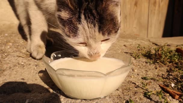 猫在后院喝牛奶 特写猫舌 饥饿的流浪猫无家可归帮助动物 牛奶滴在玻璃碗里 宠物在街上 城市野生动物 野生生物 — 图库视频影像