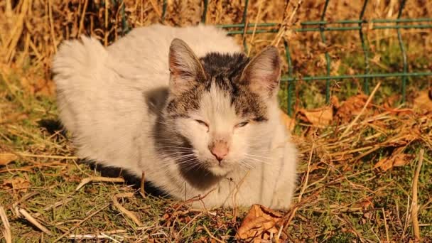 Αδέσποτη Γάτα Κάνει Ηλιοθεραπεία Μετά Από Μια Κρύα Νύχτα Στις — Αρχείο Βίντεο