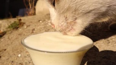 Cat drinking milk. Cats drink by bending their tongue back in the shape of a spoon, which carries milk into the mouth. Hungry Stray cat. Help homeless animals. Veterinary medicine. Pets, pet