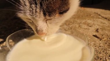 Arka bahçede süt içen kedi. Kedi diline yakın çekim. Aç Başıboş Kediler, Evsizler. Hayvanlara yardım et. Cam kaseye düşen süt damlaları. Sokakta evcil hayvan, evcil hayvanlar. Şehir Vahşi Hayatı. Vahşi doğa.