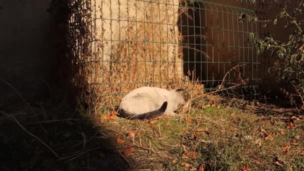 Stray Cat Sunbathing Cold Night Beginning Winter Homeless Cats Basking — Vídeo de stock