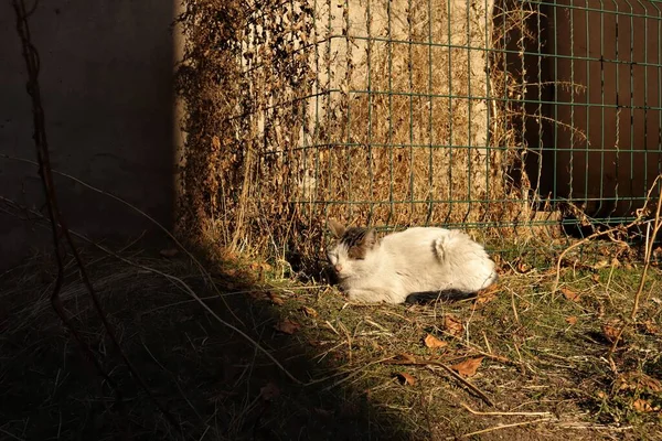 Kışın başında soğuk bir geceden sonra başıboş bir kedi güneşleniyor. Evsiz kediler arka bahçede güneşleniyor. Zayıf kedi. Sokakta evcil hayvan, evcil hayvanlar. Vahşi doğa, park. Üzücü, yürek burkan bir sahne. Şehir Vahşi Hayatı