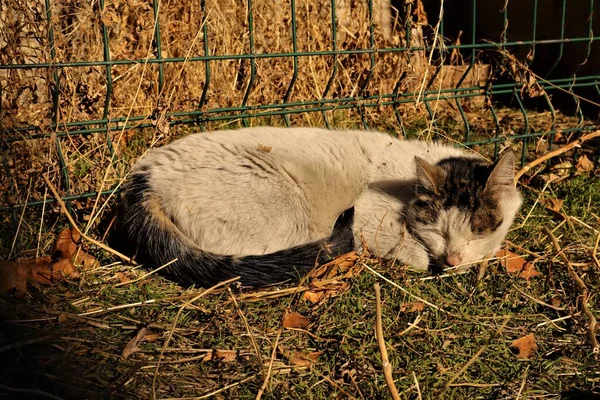 Kışın başında soğuk bir geceden sonra başıboş bir kedi güneşleniyor. Evsiz kediler arka bahçede güneşleniyor. Zayıf kedi. Sokakta evcil hayvan, evcil hayvanlar. Vahşi doğa, park. Üzücü, yürek burkan bir sahne. Şehir Vahşi Hayatı