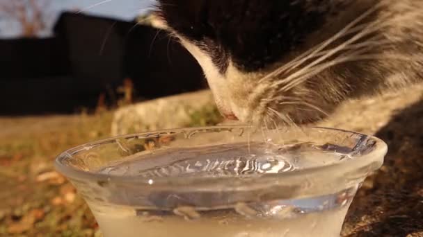 Cat Drinking Water Cats Drink Bending Tongue Back Shape Spoon — Vídeo de Stock