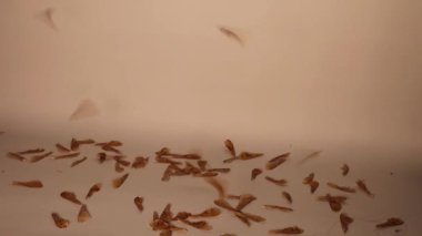 Winged mature maple seed isolated on white background. Maple seeds flying. Also called helicopters, whirlers, twisters or whirligigs, samaras are the winged seeds produced by maple trees. Plants