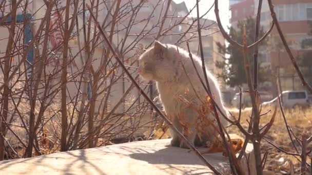 Stray Cat Sunbathing Cold Night Beginning Winter 4Th Second Vapor - Main Image