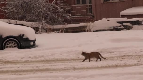 Homeless Cat Looking Food Street Snowfall Hungry Cat Winter Cold — Vídeos de Stock