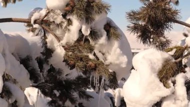Hindi yolculuğu. Erzurum. Erzurum şehrindeki çam ağacında kar ve buz. Kışın sık görülen bir manzara. Soğuk hava -50 santigrat derece. Dondurucu, dondurucu, dondurucu. Vahşi yaşam, vahşi doğa.