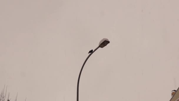 Corvo Poste Iluminação Coberto Neve Corvo Jaqueta Ocidental Voando Durante — Vídeo de Stock