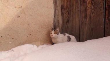 Yavru kedi annesinin çağrısını duyduktan sonra saklandığı yerden çıkar. Kediler gece kar fırtınasından sonra terk edilmiş bir odada saklandılar. Kışın aç kediler, soğuk hava, kar. Evcil hayvanlar. Vahşi yaşam, Doğa