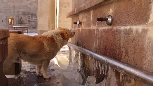 Streunender Hund Der Aus Einer Wasserquelle Trinkt Obdachlos Erzurum Kann — Stockvideo