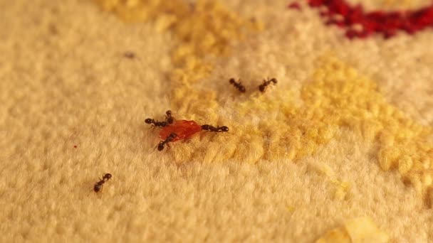 Ομάδα Μυρμηγκιών Συγκεντρώνονται Ψίχουλα Κομμάτι Μαρμελάδας Μέσα Στο Σπίτι Στο — Αρχείο Βίντεο