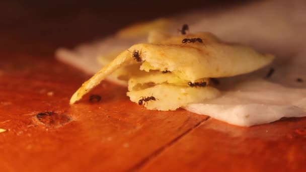 Ομάδα Μυρμηγκιών Μαζεύει Ψίχουλα Φαγητού Κομμάτι Ψωμί Μέσα Στο Σπίτι — Αρχείο Βίντεο