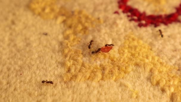Eine Gruppe Ameisen Sammelt Sich Auf Essensbröseln Marmeladenstückchen Haus Auf — Stockvideo