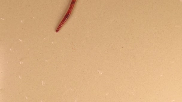 白い背景に隔離されたミミズ 赤い虫デンドロベナとも呼ばれます 地球のワームは釣りのための餌を生きる 虫虫虫虫虫 虫だ虫 — ストック動画