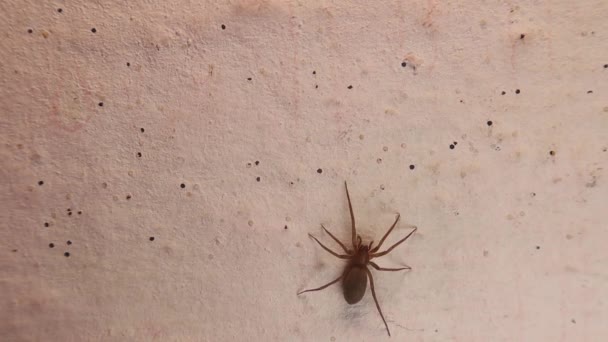 Spider Loopt Muur Close Spin Geïsoleerde Witte Achtergrond Sluiten Van — Stockvideo