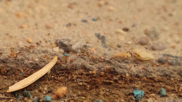 Φαραώ Μυρμήγκια Περπάτημα Στη Γραμμή Στο Πέτρινο Πάτωμα Μυρμήγκια Ψάχνουν — Αρχείο Βίντεο