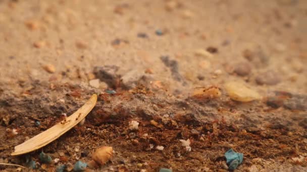 Φαραώ Μυρμήγκια Περπάτημα Στη Γραμμή Στο Πέτρινο Πάτωμα Μυρμήγκια Ψάχνουν — Αρχείο Βίντεο