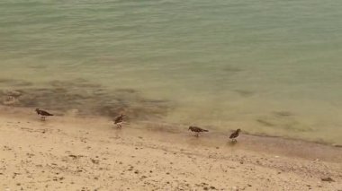 Ruddy Turnstone (Arenaria yorumlar) (124; Shorebirds.in Doha, Katar. Corniche 'deki kulelerin manzarası. Arap Körfezi, Orta Doğu. Garip olan şu ki, bu tür de Amerika 'da yaşıyor..