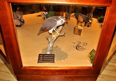 Doha, Katar 0.04.30.2023.Souq waqif Falcon Hastanesi Tıp Müzesi. Orta Doğu, Arap Körfezi.