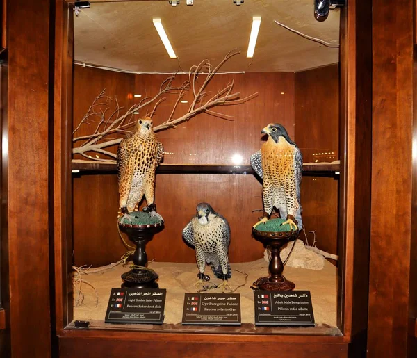 Doha Katar 2023 Medizinisches Museum Des Falkenkrankenhauses Souq Waqif Naher — Stockfoto