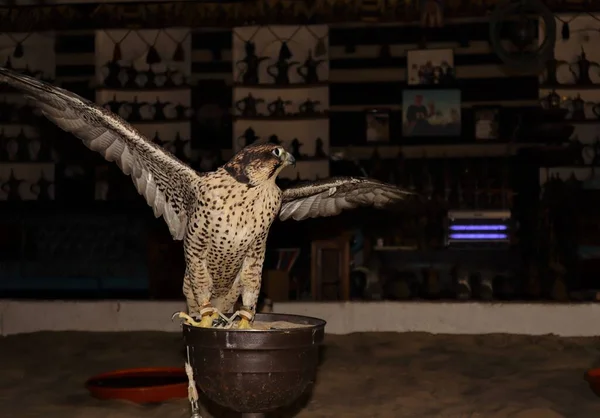 Peregrine Falcon Souq Waqifban Doha Katarban Falconry Vagy Tartása Sólymok — Stock Fotó