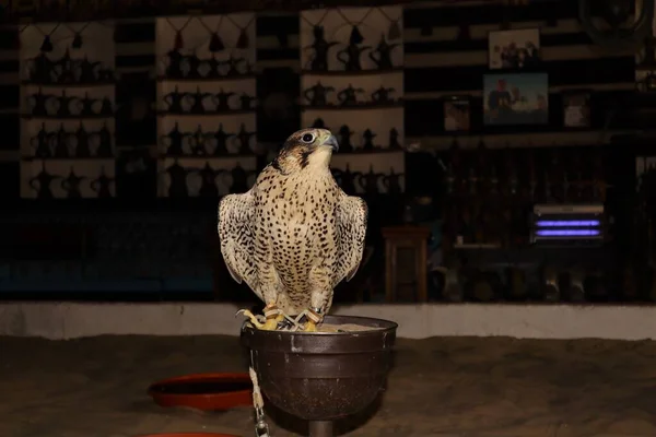 Wanderfalke Souq Waqif Doha Katar Falknerei Oder Falkenhaltung Und Rennen — Stockfoto