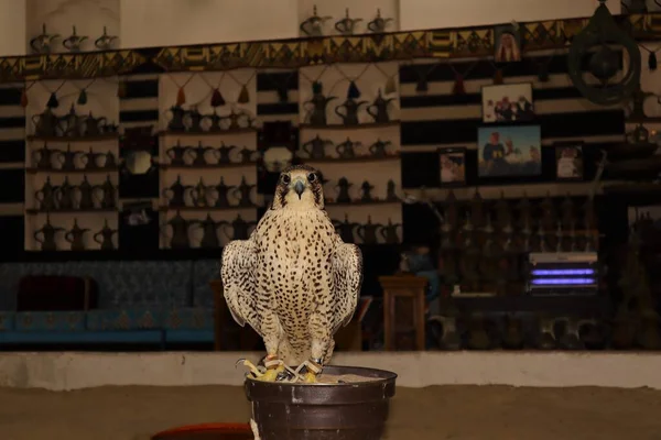 位于卡塔尔多哈Souq Waqif的游隼 猎鹰或猎鹰 并在中东与猎鹰赛跑 Saker Saqr Falco 阿拉伯湾 — 图库照片