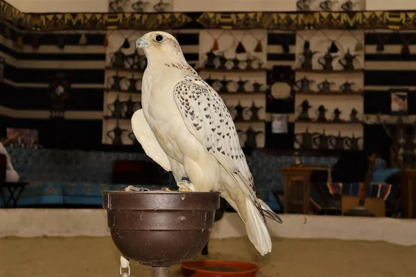 Weißgrauer Falke Doha Katar Gyrfalke Falco Rusticolus Souq Waqif Doha — Stockfoto
