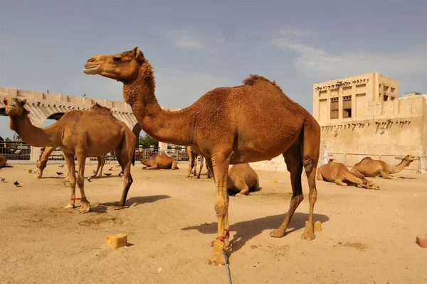 カタールのアラビアラクダ アラビア湾 家畜化されたラクダ ドロメダリーアニマル 砂漠の動物 — ストック写真