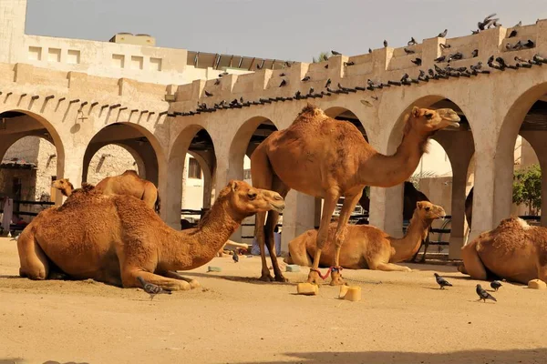 Αραβικές Καμήλες Στη Ντόχα Κατάρ Μέση Ανατολή Αραβικός Κόλπος Οικόσιτη — Φωτογραφία Αρχείου