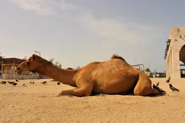 Camelos Árabes Doha Qatar Médio Oriente Golfo Pérsico Camel Domesticado — Fotografia de Stock