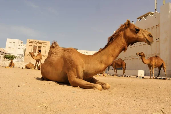 Αραβικές Καμήλες Στη Ντόχα Κατάρ Μέση Ανατολή Αραβικός Κόλπος Οικόσιτη — Φωτογραφία Αρχείου