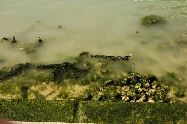 marine algae floating in the bay.
